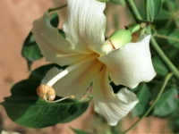 co010a34.jpg