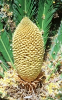 co111-36