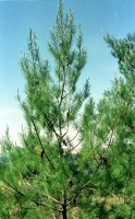 co069a15
