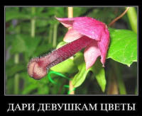 demotivator_001.jpg